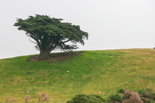 A lone tree stands windswept on a hill in New Zealand