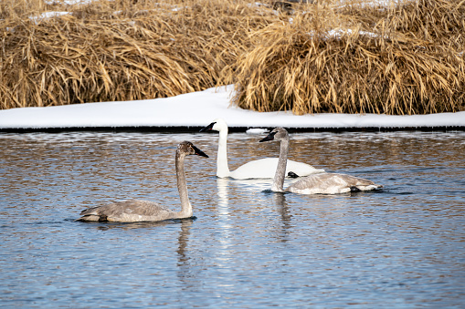 Winter landscape with an adult and two juvenile trumpeter swans