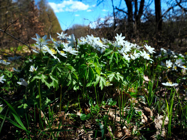 zawilec gajowy (anemone nemorosa l.) - gatunek byliny, który kwitnie masowo wczesną wiosną i jest ozdobą lasów i lasów - ziele zdjęcia i obrazy z banku zdjęć