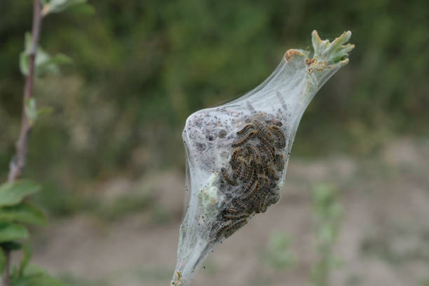 Many caterpillars are developing in the cocoon. Pests. Tree branch.
