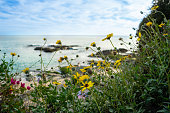A beautiful beach scene with a large body of water and a rocky shoreline. The beach is covered in yellow flowers and green grass