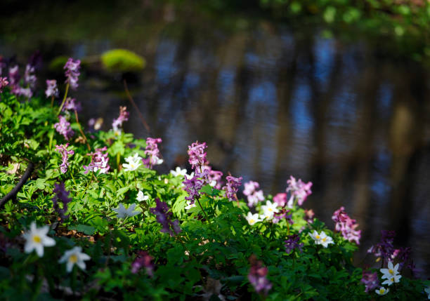 wood anemone (anemone nemorosa l.) - a species of perennial that blooms en masse in early spring and is a decoration of forests and forests - ziele zdjęcia i obrazy z banku zdjęć