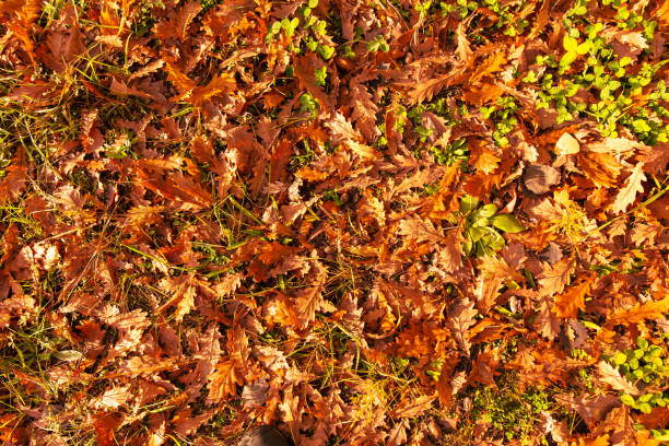 Fallen leaves from a tree on the ground as a background. Autumn.