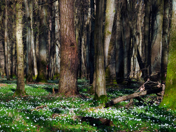 wood anemone (anemone nemorosa l.) - a species of perennial that blooms en masse in early spring and is a decoration of forests and forests - ziele zdjęcia i obrazy z banku zdjęć