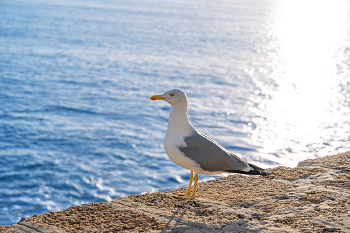 Seagull in a sunset sea with sun reflection in Andalusia of Spain