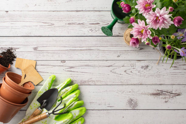 istock Spring into action with garden tasks. Top-down view of budding flowers, watering can, and tools resting on white wood. A picturesque setup for green thumbs 2148726179