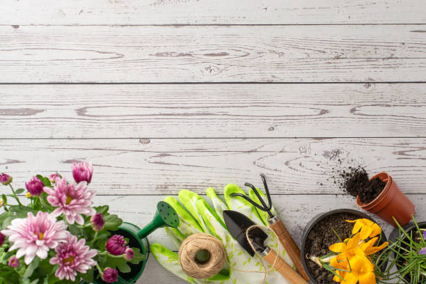 istock Floral garden flat lay top view with budding blooms: chrysanthemums, crocus, and essential gardening tools like watering can, trowel, spade, gloves, on rustic wooden backdrop, space for text or advert 2148726190