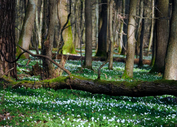 wood anemone (anemone nemorosa l.) - a species of perennial that blooms en masse in early spring and is a decoration of forests and forests - ziele zdjęcia i obrazy z banku zdjęć