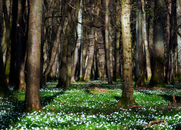 wood anemone (anemone nemorosa l.) - a species of perennial that blooms en masse in early spring and is a decoration of forests and forests - ziele zdjęcia i obrazy z banku zdjęć