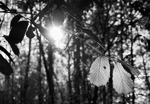 Leafs in black and white with sun in the background