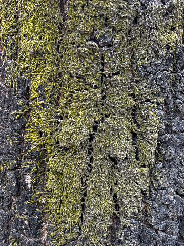 A tree trunk covered in moss and lichen, nature texture abstract.