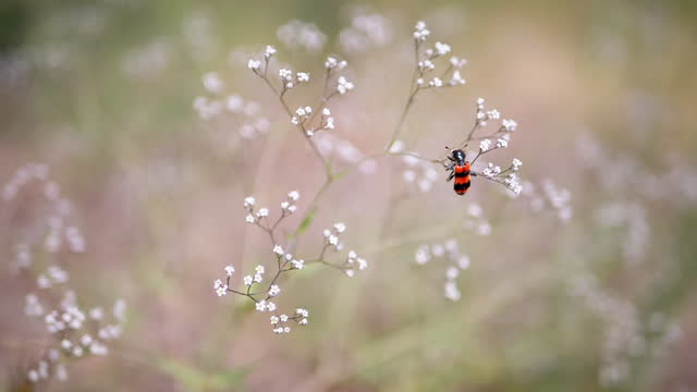 Beetle or Bee with Bright Red and Black Stripes Sits on White Small Wildflowers