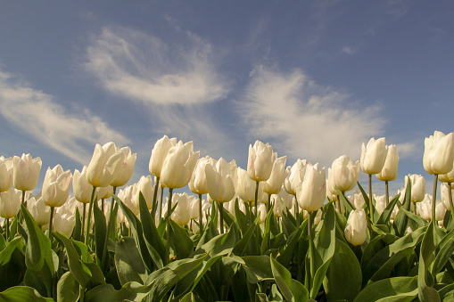 beautiful white tulips closeup and a blue sky with clouds in a bulb field in holland