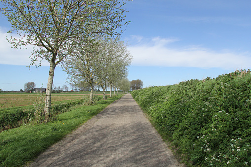 a country road with birch trees and a green verge between the fields in the dutch countryside in springtime