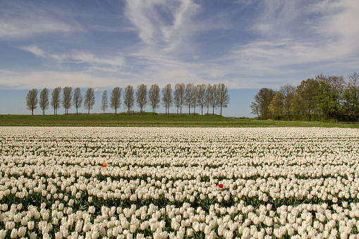 a beautiful rural landscape of a large white tulip field and a row of trees and blue sky in the background in the dutch countryside in springtime
