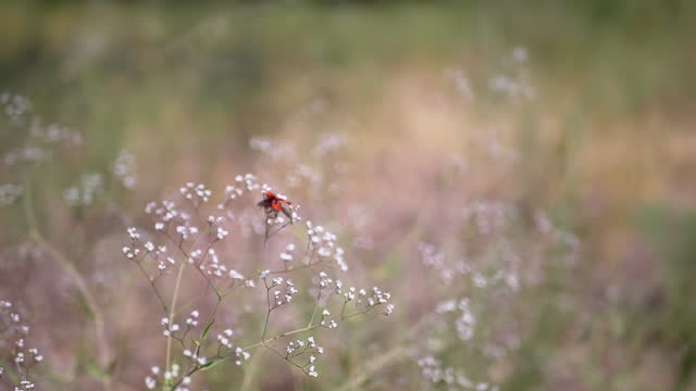 Flying Beetle or Bee with Red and Black Stripes Sits on White Small Wildflowers