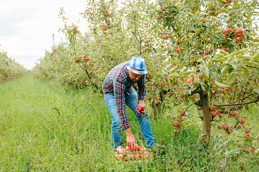 Front view of a young male farmer picking apples with his hands bends over and puts the fruit in a box. A fruitful sunny day. A huge endless orchard goes beyond the horizon line. Clear sky.