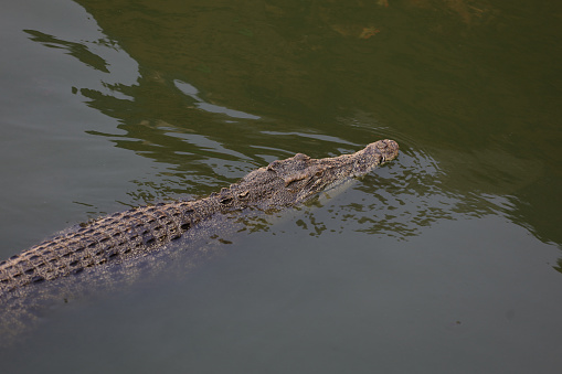 This is a medium sized alligator sitting at the water surface.