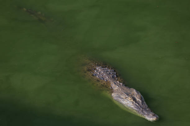 istock Close up salt crocodile is show head in river 2148728307