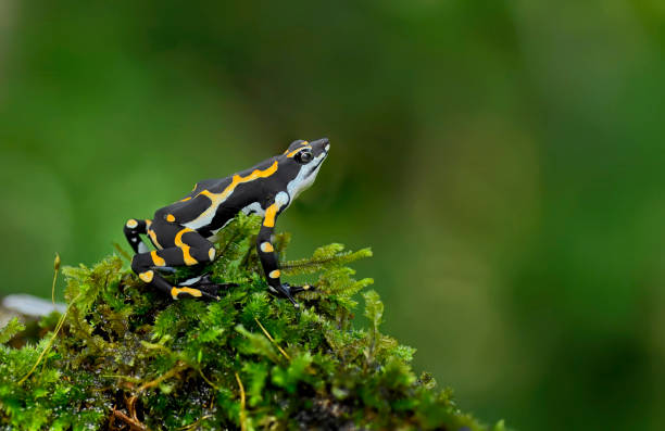 istock Endangered and threatened Atelopus seminiferus toad on a moss covered branch 2148728438