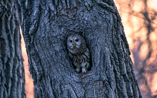 barred owl in a cavity