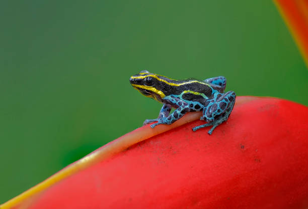 istock Poison dart frog Ranitomeya Imitator Lowland on a Heliconia flower 2148728496
