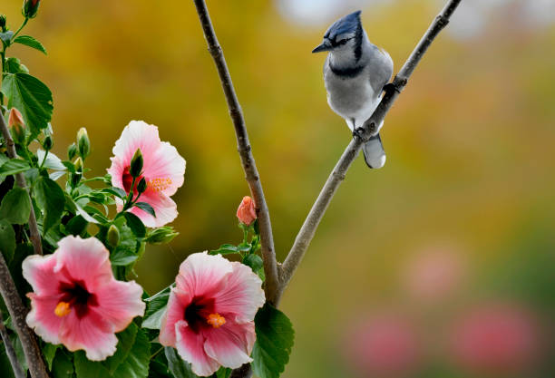 istock Blue jay bird and hibiscus flower in a fall morning 2148728536