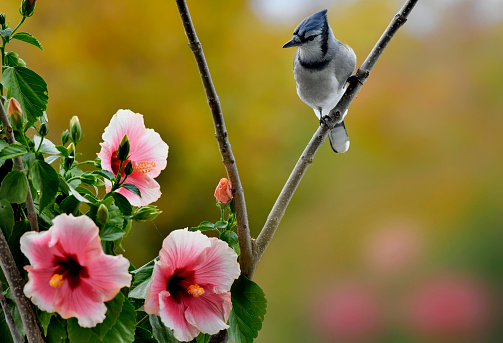 A Blue Jay bird is seen perching on a branch near a hibiscus flower in a fall morning.  The bird is seen sideways looking away from the pink flower.  The fall colors and other wildflowers are blurred in the photo background.
