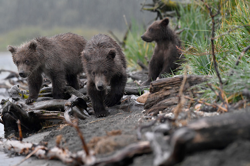 Three spring Brown Bear cubs are see in this photo.  The cubs are on a lake beach in Katmai National Park in Alaska.  One cub is in the back focus blurred while two cubs walk towards the camera.  It is raining.  These cubs were born in the spring and are 6 months old.