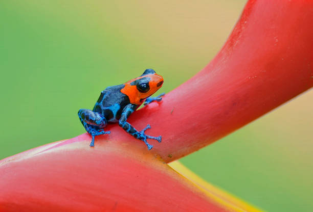 istock Vulnerable Blessed poison frog, Ranitomeya Benedicta 