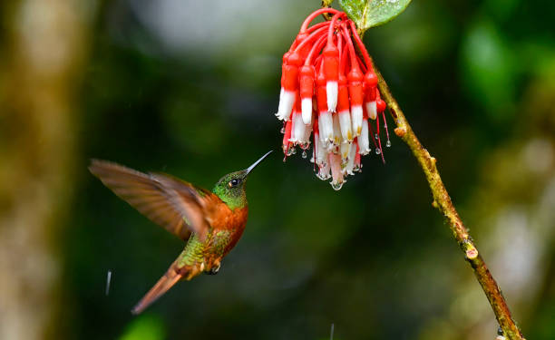 istock Chestnut-breasted coronet hummingbird at a white and red flower. 2148728769