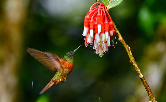 A Chestnut-breasted coronet hummingbird is seen in this photo.  The hummingbird is in flight about to extract nectar from a red and white flower.  The wings of the bird are extended to the back and are motion blurred.  There is rain falling in the photo.  There are many water droplets at the tip of the flower petals.  The focus is very sharp.