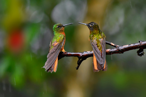 Two Chestnut-breasted coronet hummingbirds are seen in this photo.   They are both trying to intimidate the other for the perching spot. There is rain falling in this photo. Both birds are covered in rain droplets.  The details and focus are very sharp in this photo