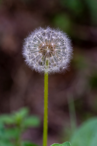 dandelion flower in foreground with background out of focus