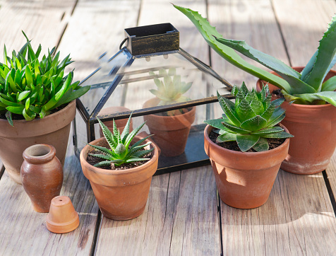 different suculent plants in flower pots with a mini greenhouse on wooden table