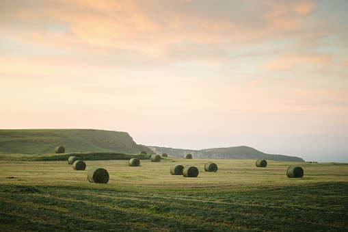Round hay bales on an agricultural field at sunset