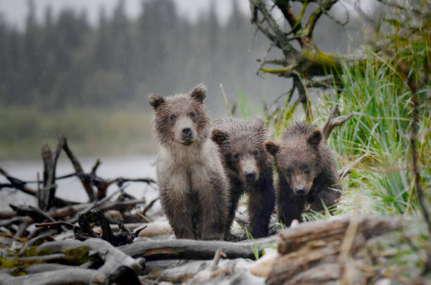 istock Three spring brown bear cubs in the Alaskan wilderness 2148728880