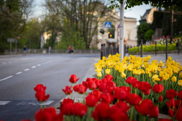 istock Blooming tulips, spring in the city 2148728957