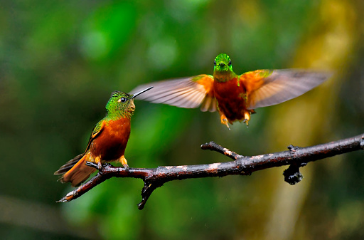 Two Chestnut-breasted coronet hummingbirds are seen in this photo.   One of the small colorful hummingbirds is perched on a branch while the other is motion blurred in flight coming in for a landing. The wings are wide open.  This photo was taken during a rainstorm.  The birds and the branch are covered in rain droplets.