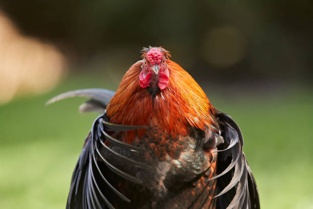 Red brown rooster free in garden with open wings