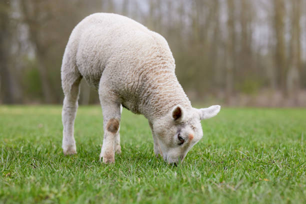 istock White lamb play and eat on meadow 2148729134