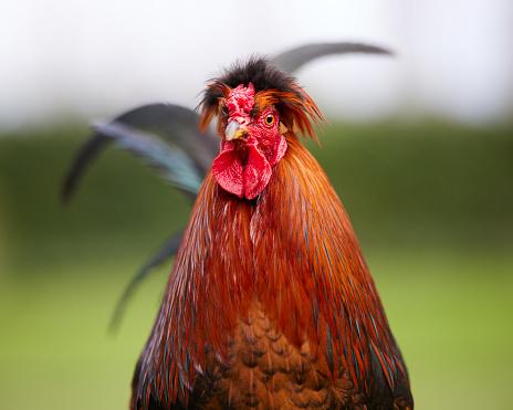 Free-range red rooster close-up portrait isolated on blurred garden background