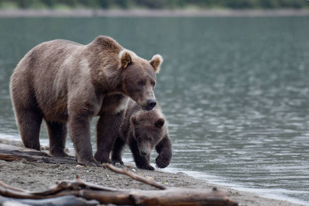 istock A Brown Bear mother and her spring cub on the beach 2148729144