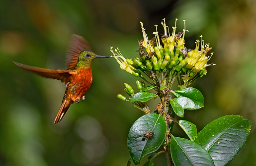 A Chestnut-breasted coronet hummingbird is seen in this photo.  The hummingbird is in flight about to extract nectar from a yellow and white flower.  The wings of the bird are extended to the back and are motion blurred.  There are many bees on the flower.  The focus and image sharpness are very sharp.