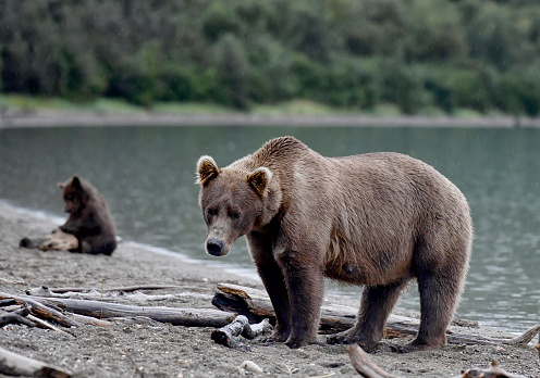 A Brown Bear mother (sow) is seen in this photo with her cub.  The mother is looking at the photographer.  The cub is focus blurred, playing with a beach log in the background.  The bears are near a lake in Katmai National Park in Alaska.  It is raining in the photo.