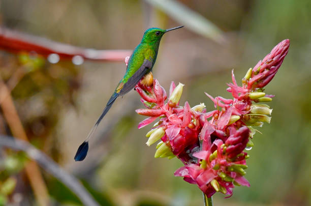istock Peruvian booted racket-tail hummingbird perching on a red and yellow flower in a natural flower garden 2148729235