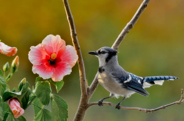 istock Blue jay and hibiscus flower closer up on a fall morning 2148729263