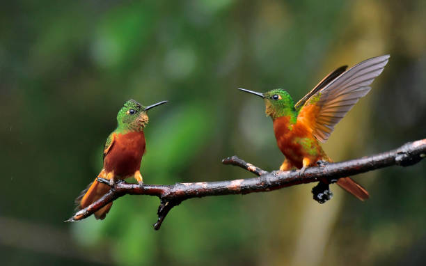 Chestnut-breasted coronet hummingbirds staring at each other on a branch