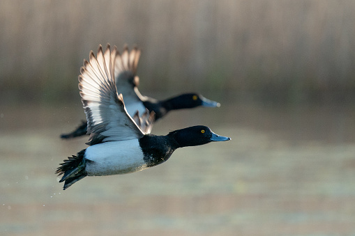 Taken at Margrove Ponds, North Yorkshire