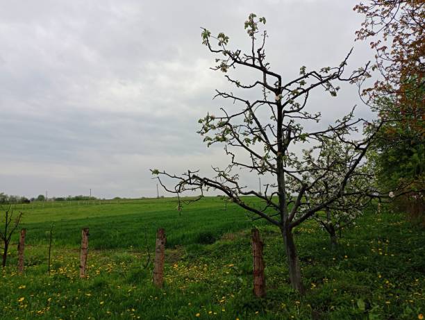 istock Apple tree on the background of the field in spring. Pruned branches of an apple tree on which white flowers appeared. Garden and fruit trees. A wheat field next to a garden. 2148731257